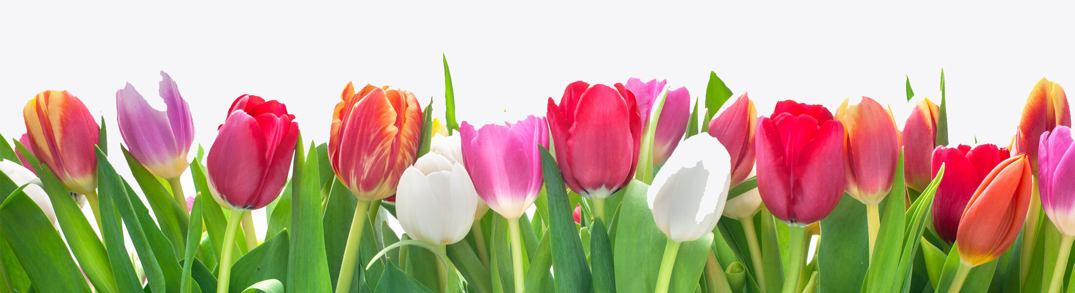 Colorful tulips for flower delivery.