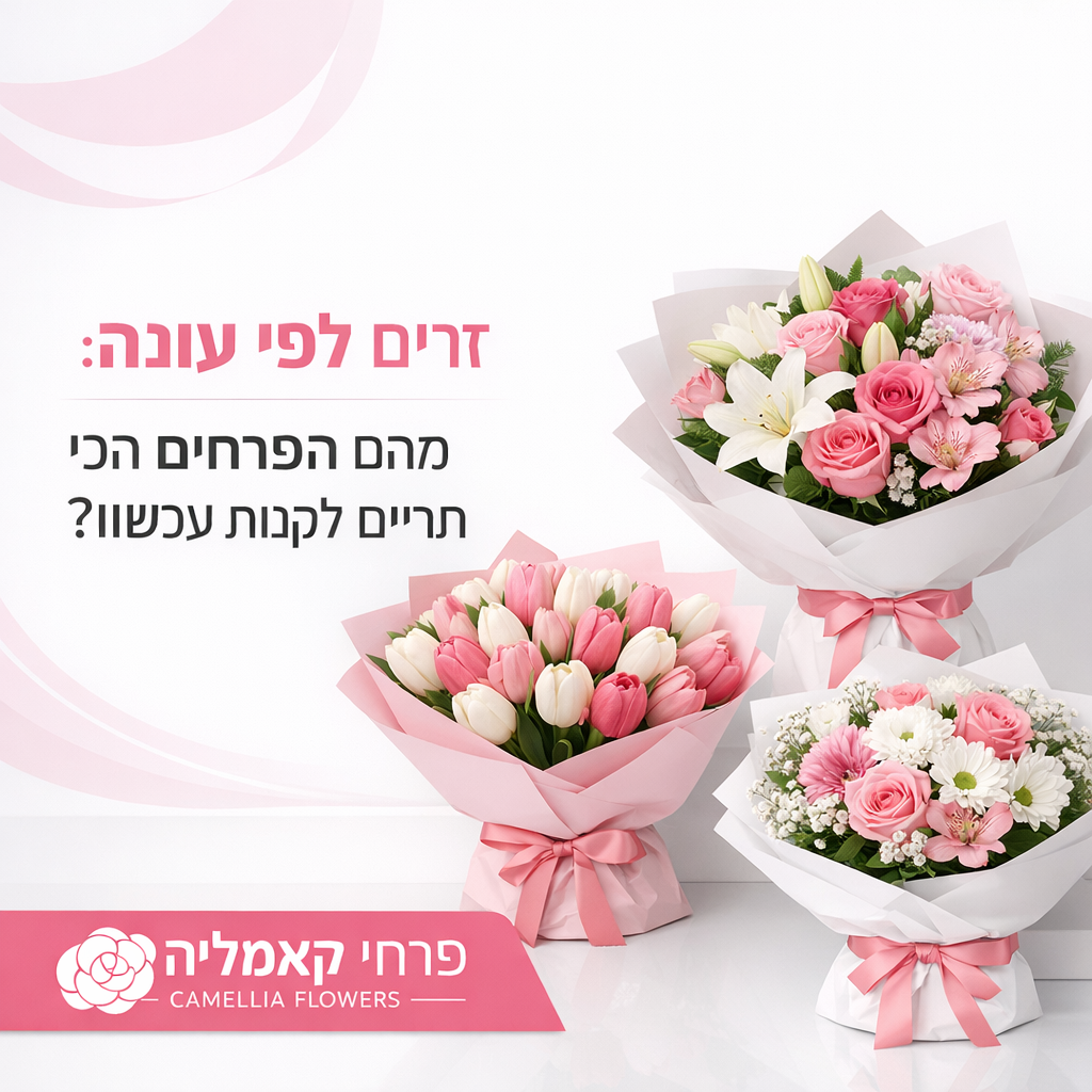 Три букета розовых и белых цветов, включая тюльпаны, розы и лилии, изображены на белой поверхности рядом с рекламным текстом Camellia Flowers на иврите.